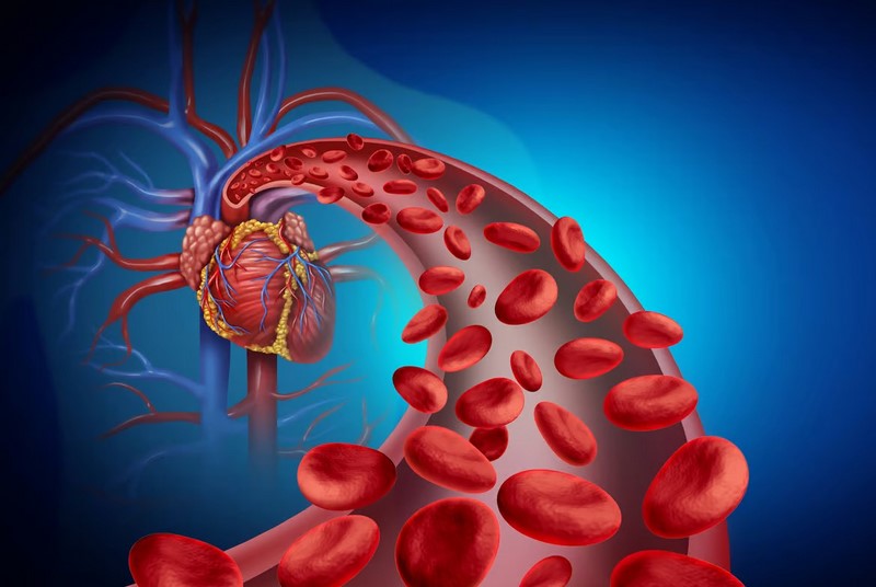 گلبول های قرمز خون که در حال حرکت به سمت قلب هستند