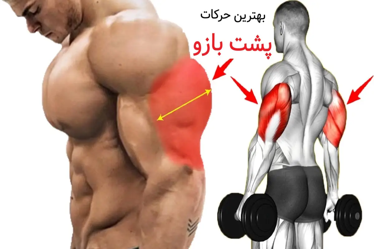 مرد بدنساز در حال اجرای بهترین حرکات تمرین پشت بازو