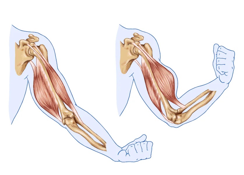 آناتومی عضله سه سر بازو (پشت بازو)