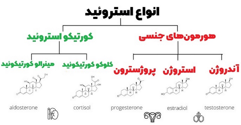 اینفوگرافی انواع استروئید